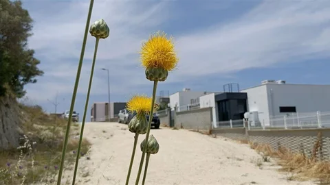 Doğaseverler Tülüşah İçin Koruma İstiyor