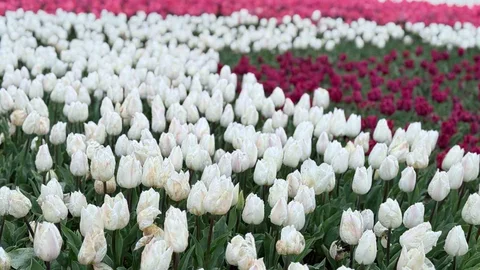 Emirgan Korusu'nda Lale Festivali Başladı