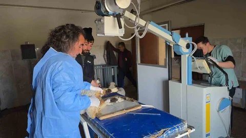 Van'da Deprem Sonrası Yaralı Kuzular Tedavi Edildi