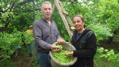 Hatay'da Can Eriği İhracatı Artıyor