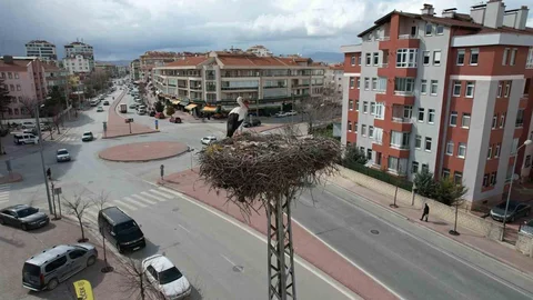 Konya'da Baharın Habercisi Leylekler Geldi