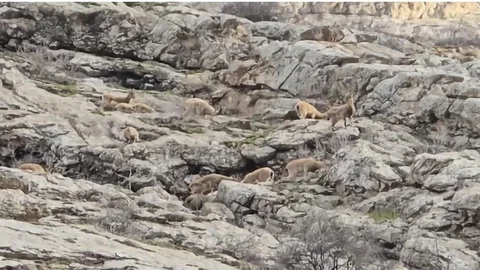 Hakkari'de Dağ Keçisi Görüntülendi
