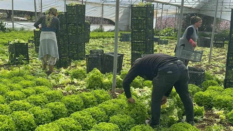 Bursa'da Kıvırcık Marul Üreticisi Güldü
