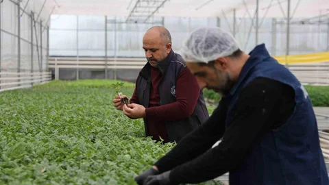 Elazığ'da Çiçek Üretimi Artıyor