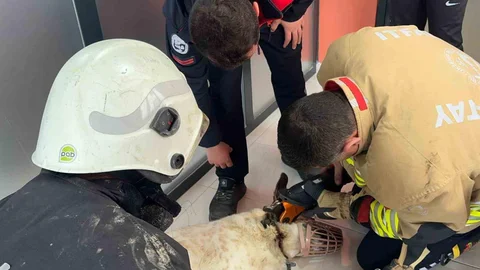 Boynuna Zincir Sıkışan Köpeğe İtfaiye Yardım Etti