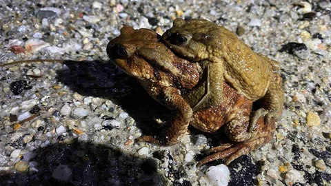 Kütahya'da Binlerce Yıllık Kurbağa Göçü Başladı