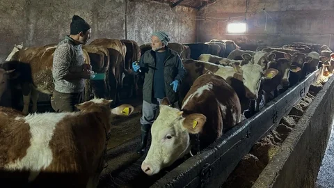 Aydıntepe'de Şap Aşılama Kampanyası Tamamlandı
