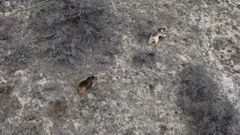 Erzincan'da Uyanan Ayılar Görüntülendi