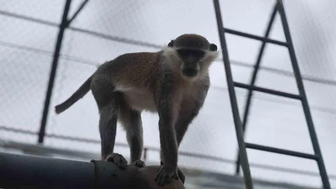 Denizli'de Firari Maymun Yakalandı