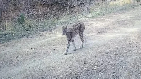 Çankırı’da Vaşak Görüntülendi