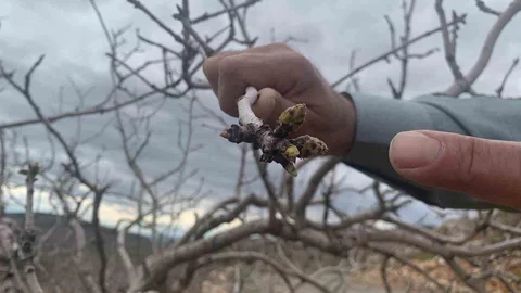 Gaziantep'te Bereketli Yağışlar