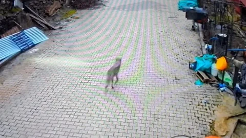 Feke'de Yerleşim Alanına İnmiş Kurt Görüntülendi