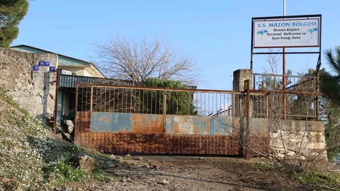 Aydın'da Çam Fıstığı Kooperatifi Çürümeye Terk Edildi