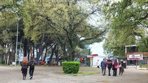 Burhaniye'de Tarihi Meşeler Baharla Güzelleşiyor