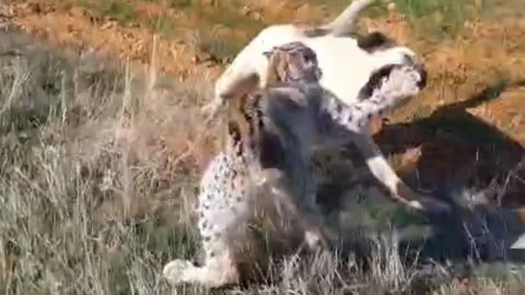 Malatya'da Vaşak ve Köpek Kavgası