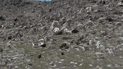 Bitlis'te Domuzlar Çiftçileri Zor Durumda Bıraktı