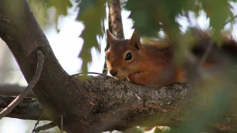 Kızıl Sincap Piknikte Eğlence Yarattı