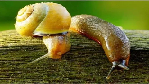 Düzce'de Salyangoz ve Sümüklü Böcek Uyarısı