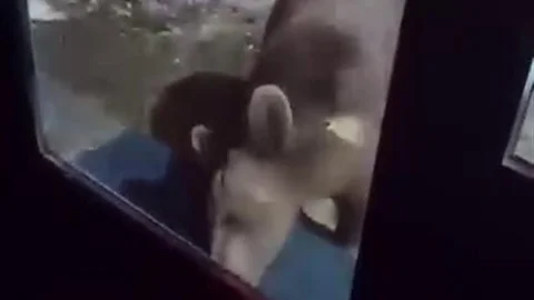 Uludağ'da Ayı Ailesi Görüntülendi