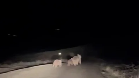 Kış Uykusundan Uyanan Ayılar Görüntülendi