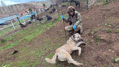Yozgat'ta Çoban Köpeklerinin Önemi