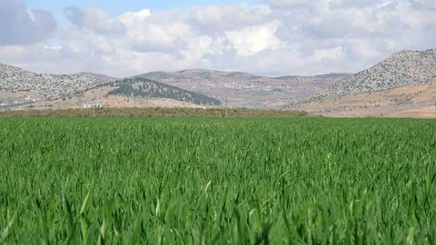 Gaziantep'te Yağışlar Buğdayı Kurtardı