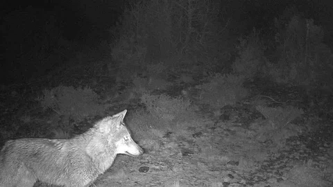 Kütahya'da Yaban Hayatı Görüntülendi