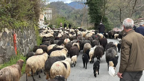 Artvin'de Yayla Göçü Başladı