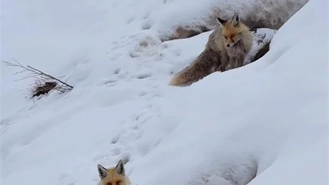 Bingöl'de Kızıl Tilki Görüntülendi