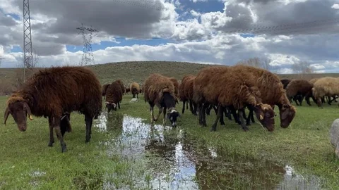 Ağrı'da Çoban Bulmak Zorlaşıyor