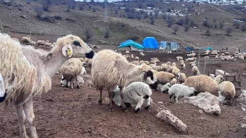 Bayburt’ta Küçükbaş Hayvancılık Desteği Başvuruları Devam Ediyor
