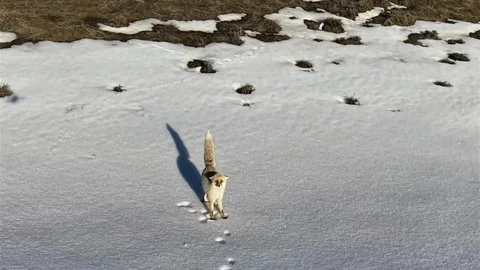 Bitlis'te Dron ile Görüntülenen Tilki