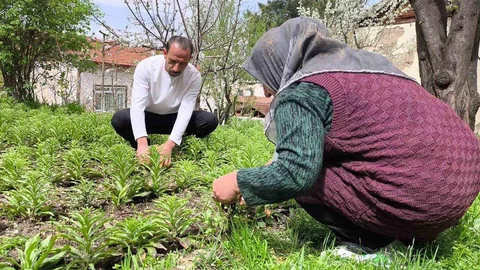 Tokat'ta Akzambak Üretimi Devam Ediyor