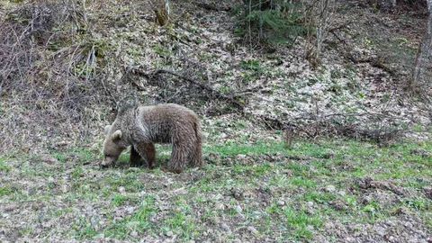 Kastamonu'da Ayılar Beslenirken Görüntülendi