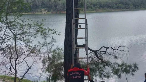 Osmaniye’de İtfaiye Ekipleri Kargayı Kurtardı