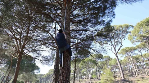 Aydın'da Çam Fıstığı Hasadı