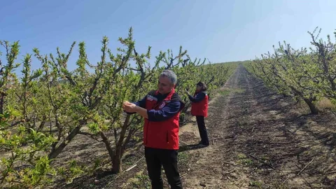 Salihli'de Meyve Üreticilerine Uyarı