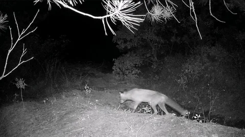 Karabük'te Yaban Hayatı Görüntülendi
