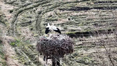 Leylekler Sinop'a Dönüş Yaptı