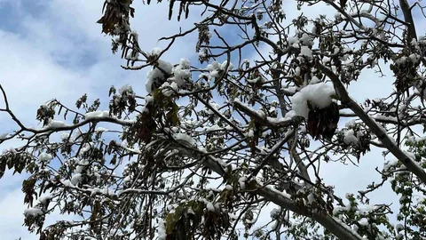 Çorum'da Zirai Don Tehlikesi Uyarısı
