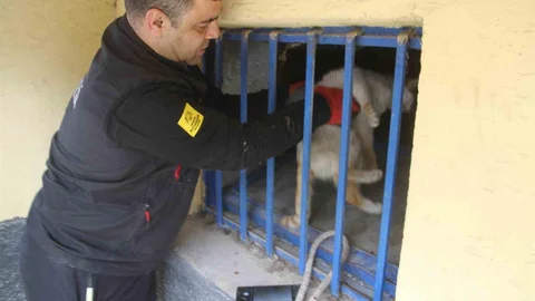 Açlıktan Kurtarılan Kedi Konya'da Bulundu