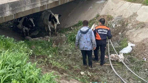 Batman'da Kayıp İnekler Bulundu