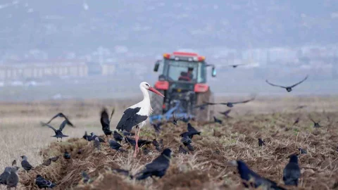 Erzincan'da Zirai Don Uyarısı
