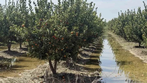 Mersin'de Bahçelerde Su Seviyesi Düştü