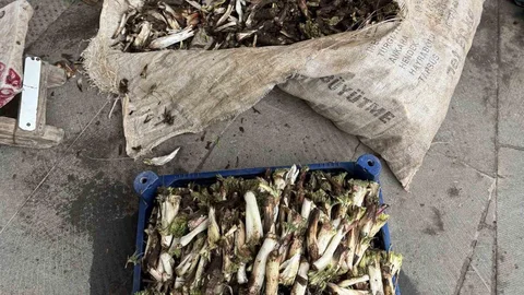 Kenger Bitkisi Diyarbakır'da Yüksek Fiyatlarla Satılıyor