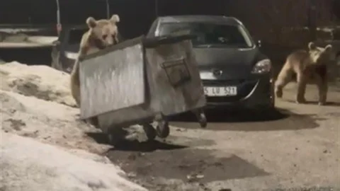 Kars'ta Bozayılar Çöpte Yiyecek Aradı
