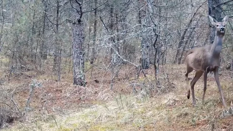 Karabük Ormanlarında Karacalar Görüntülendi