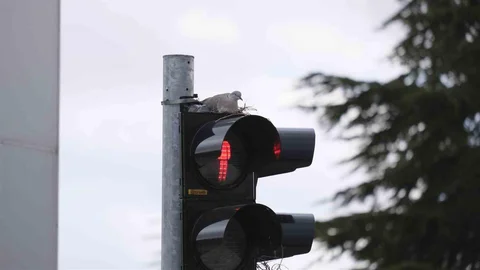 Karaman'da Kumru Trafik Lambasına Yuva Yaptı