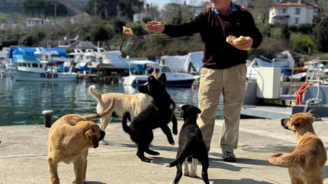 Ordu'da Olta Tutkunu Sokak Köpeklerini Besliyor
