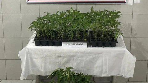 Bozdoğan'da Kenevir Operasyonu